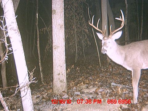 1992 Ford Mustang - A buck deer stands in a forest at night, captured by a trail camera.