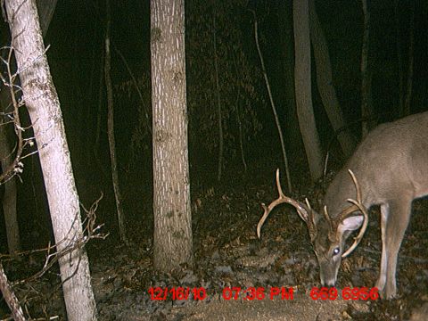 1992 Ford Mustang - A deer is captured in a forest scene at night, with a visible timestamp indicating the date and time of the photograph.