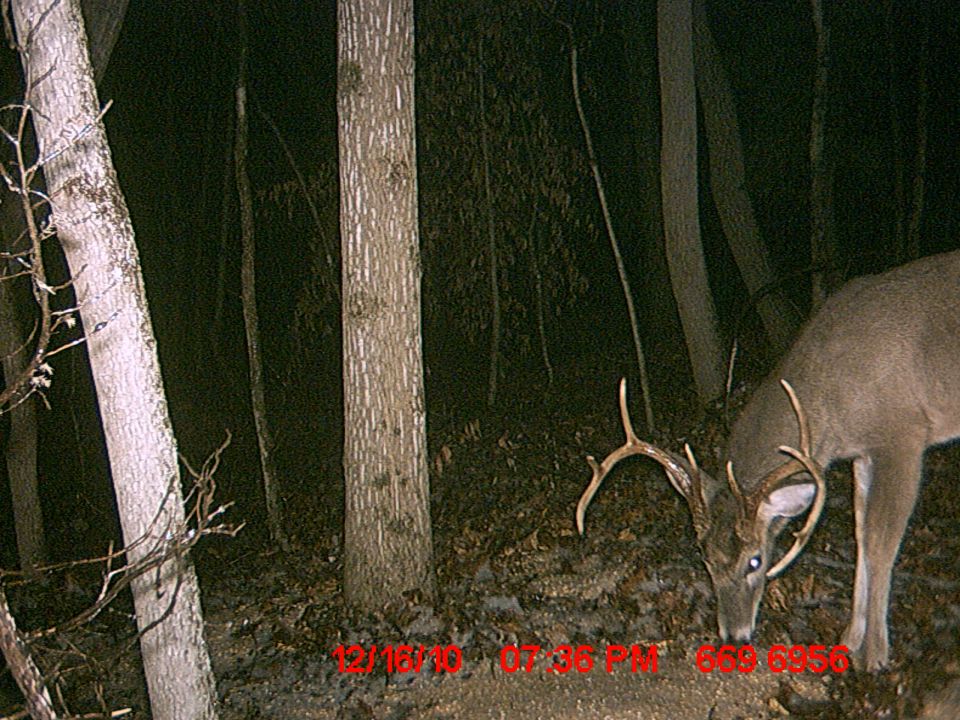 Deer with antlers in a dark forest at night, with timestamp 12/16/10 07:36 PM