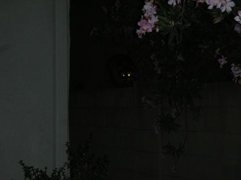 1998 Ford Crown Victoria - nocturnal animal with glowing reflective eyes sits in shadow beside a wall and pink oleander blossoms at night.