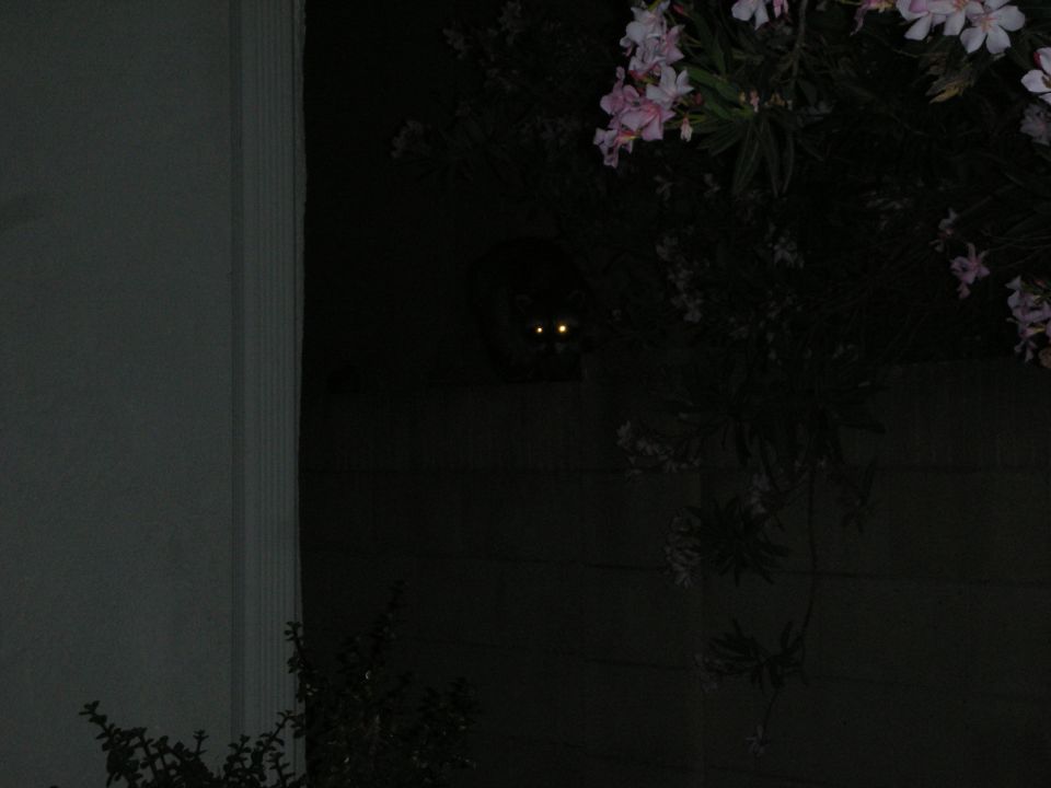Dark nighttime photo of a raccoon with glowing eyes peering over a wall near flowering oleander