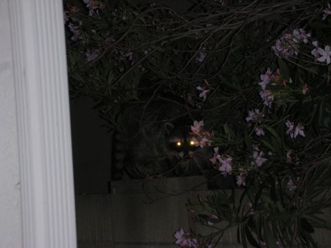 1998 Ford Crown Victoria - raccoon with bright reflective eyes crouches on a ledge surrounded by oleander foliage and pink flowers in a dim nighttime shot.