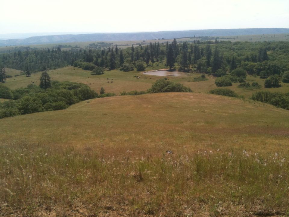 Rolling hills with scattered trees, a small pond, and a few cattle grazing in the distance