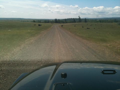 2005 Jeep Wrangler - Driving down a gravel road through a rural landscape with cattle grazing.