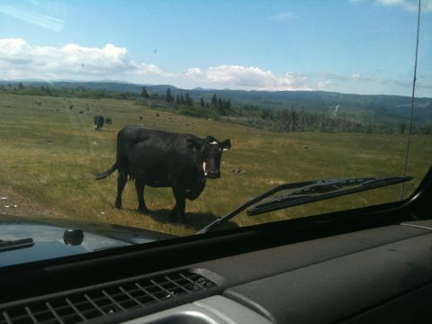 2005 Jeep Wrangler - A black cow grazes in a field, viewed from inside a vehicle, with a scenic landscape in the background.