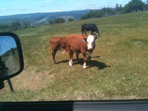 2005 Jeep Wrangler - Cows grazing in a field with rolling hills in the background.
