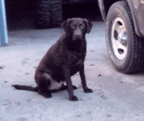 1979 Ford Bronco - A chocolate lab sits patiently beside a vehicle, with the Supermotors.net logo visible on the ground.