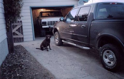 1979 Ford Bronco - A dog sits by a pickup truck with a 1979 Ford Bronco in the garage behind it.