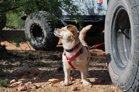 1987 Suzuki Samurai - A dog stands on a dirt path, tethered by a red leash, near the massive tires of two off-road vehicles.