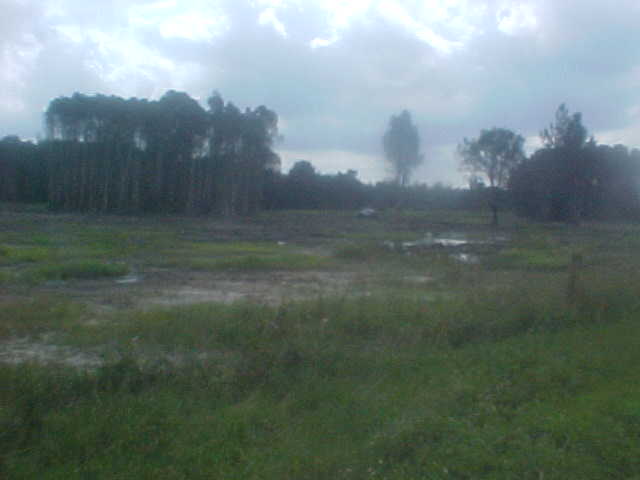 overcast sky above a grassy field with trees in the background