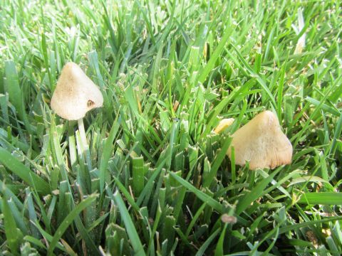 1968 Ford Mustang - A close-up view shows two small, tan-colored mushrooms emerging from a patch of freshly cut green grass.