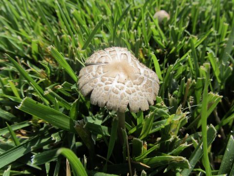 1968 Ford Mustang - A single mushroom sprouts from a patch of green grass on a sunny day.