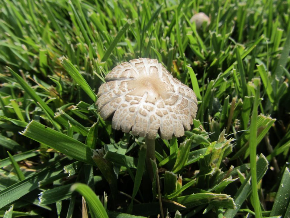 Mushroom with a patterned cap growing in green grass