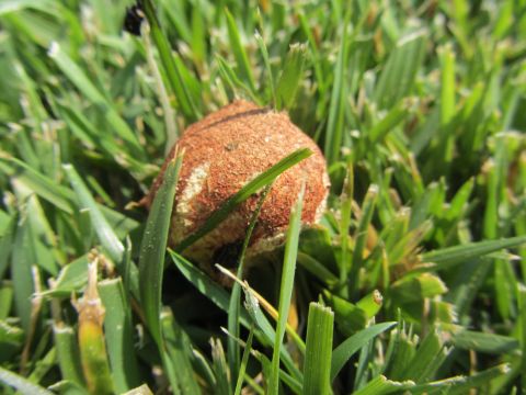 1968 Ford Mustang - A close-up view of a small, brown, textured fungus emerging from a patch of green grass.