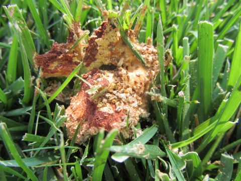 1968 Ford Mustang - A clump of dead grass and soil rests on a bed of green grass blades.