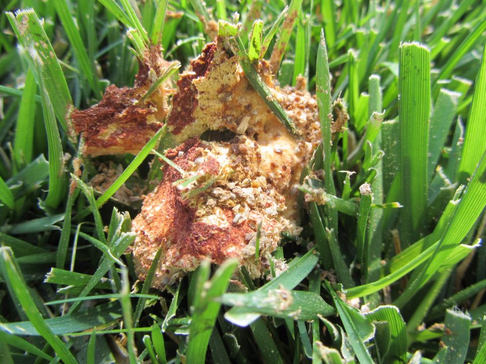 Close-up of dead brown and tan organic matter on green grass