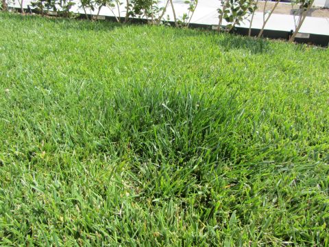1968 Ford Mustang - A vibrant green lawn stretches out, bordered by neatly trimmed bushes and a white structure.