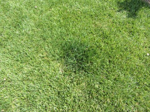 1968 Ford Mustang - A patch of healthy green grass is visible under bright sunlight.