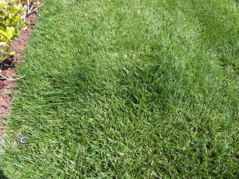 1968 Ford Mustang - A sprinkler head is visible in the lush green grass of a well-maintained lawn.