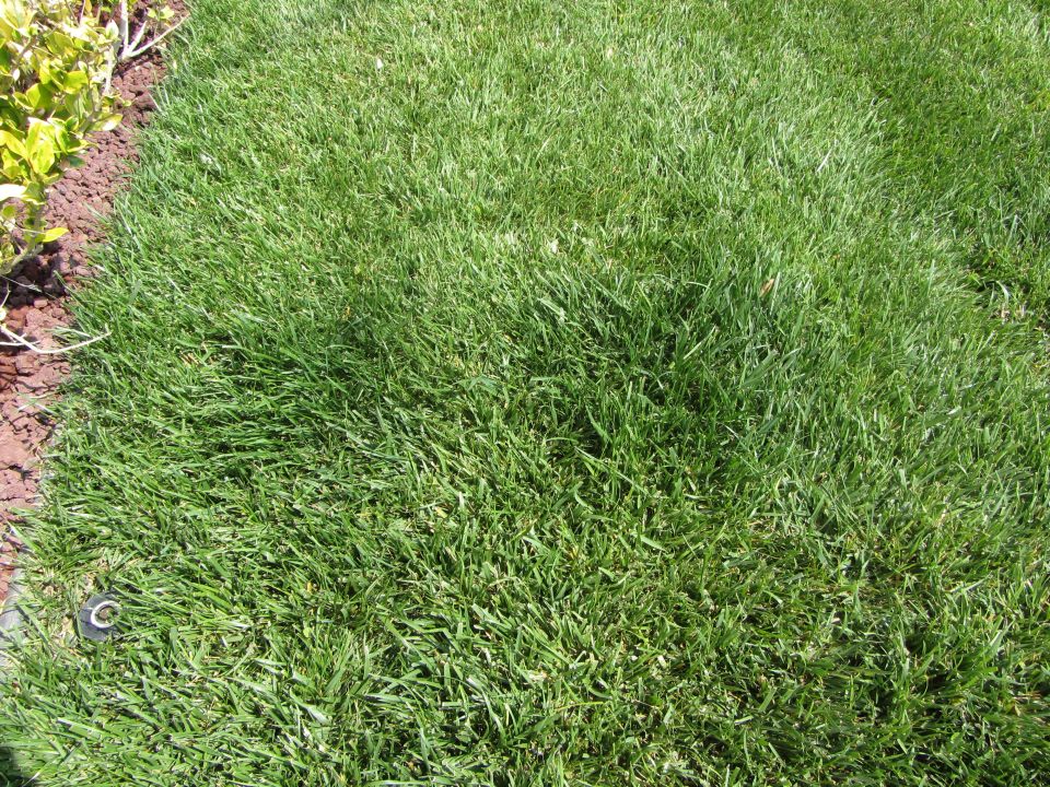 Close-up of a green lawn with a sprinkler head visible near the edge