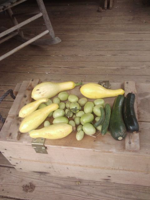 1989 Ford Bronco - A harvest of fresh yellow squash, green tomatoes, and zucchini is displayed on a rustic wooden crate.