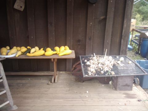 1989 Ford Bronco - Harvested squash and garlic are laid out on tables on a rustic wooden porch.