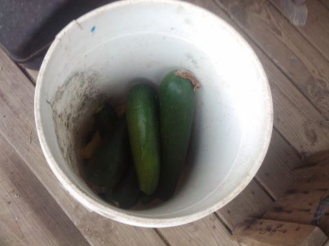 1989 Ford Bronco - A white bucket filled with zucchini sits on a weathered wooden deck.
