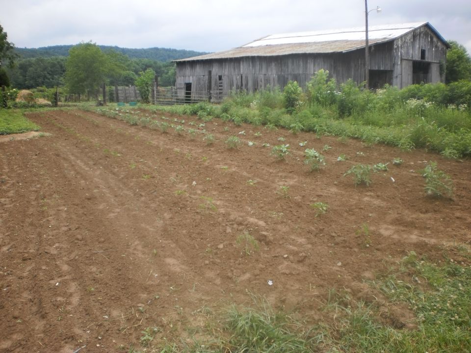Tilled garden plot with young seedling rows beside a weathered gray barn