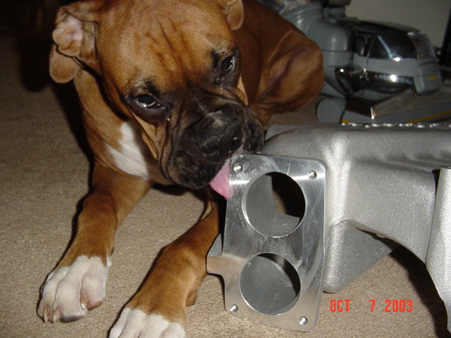 Boxer dog licking an aluminum intake manifold sitting on carpet