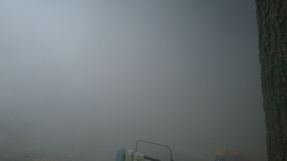 Tree trunk on right, fog obscures the rest of the scene