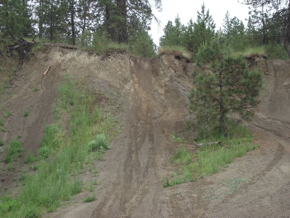 Eroded dirt embankment with pine trees and tire tracks