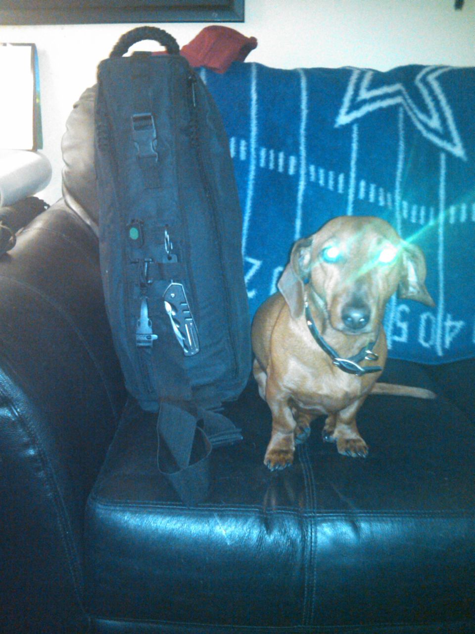 Dachshund dog sitting on a couch next to a black backpack. Blue blanket with white lines and a star is behind the dog
