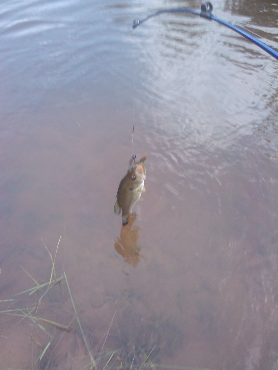Fish caught on fishing line over murky water