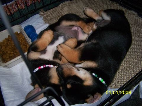 1989 Ford Bronco - Two puppies are sleeping together in a crate with a food bowl nearby. The date stamp reads 01/01/2008.