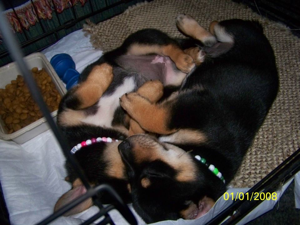 Two puppies sleeping curled up together, one on its back. Date stamp 01/01/2008
