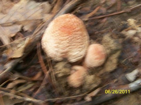 1989 Ford Bronco - Mushrooms grow on the forest floor, surrounded by leaves and twigs, with a date stamp of 06/26/2011.
