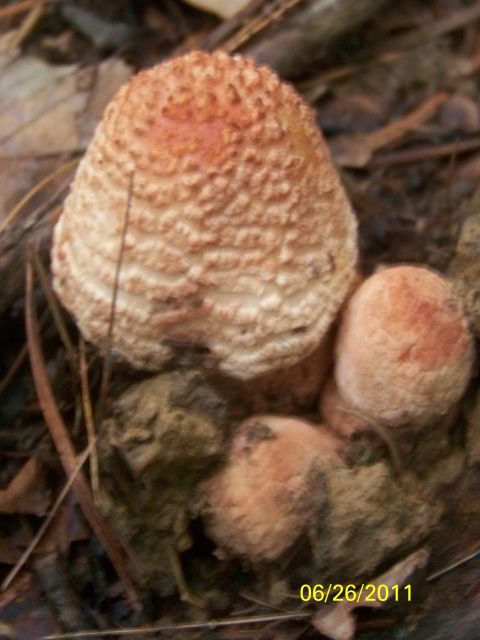 1989 Ford Bronco - A group of mushrooms with distinctive textured caps are shown growing in the forest floor, with a date stamp of 06/26/2011 visible.