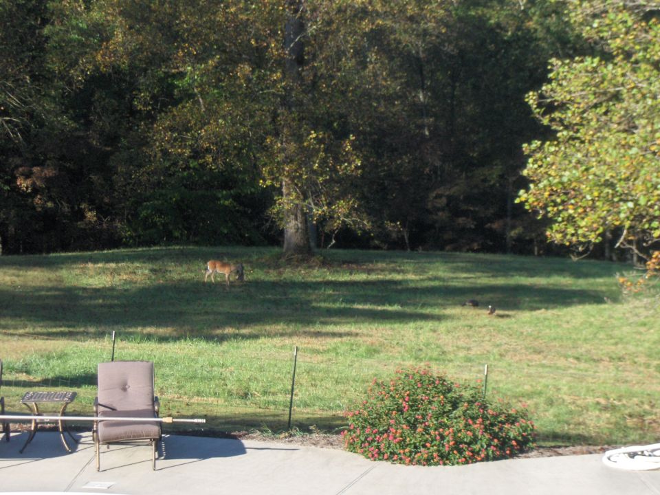 Deer and turkeys on a grassy hill with trees in the background. A chair and table are in the foreground