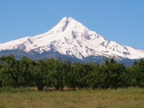 1996 Ford Bronco - Mt. Hood (ranger station) (zoom)