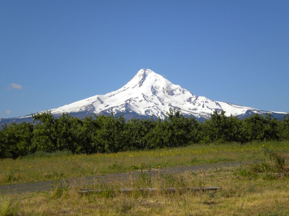 Snow-covered mountain peak under a clear blue sky, with green trees in the mid-ground and a grassy field with a path in the foreground