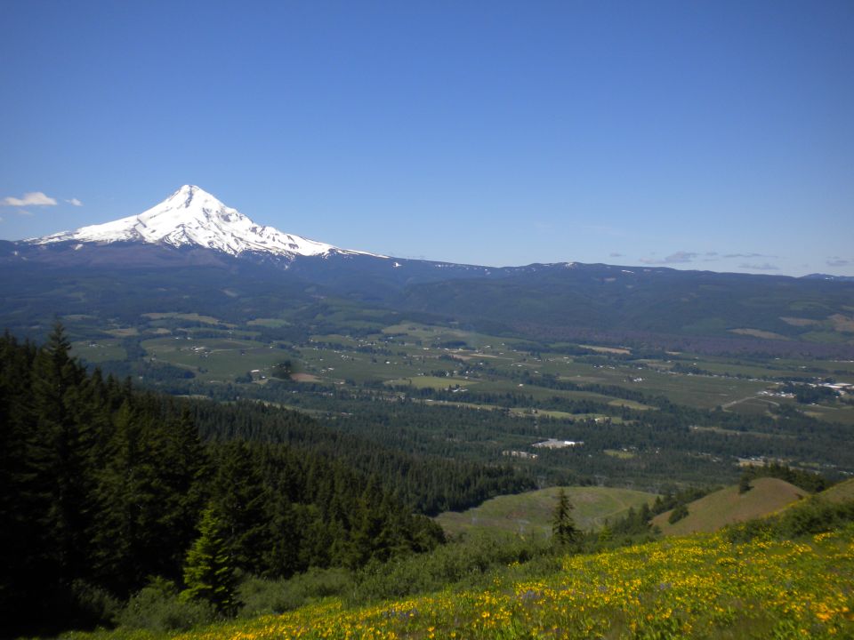 Snow-capped Mount Hood overlooks a green valley with trees and yellow wildflowers in the foreground