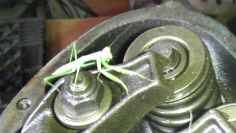 1989 Ford Bronco - A praying mantis rests on a mechanical component within an engine.