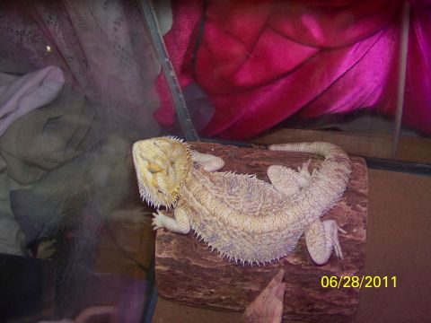 1989 Ford Bronco - Bearded dragon on wood, dated 06/28/2011.