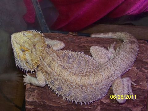 1989 Ford Bronco - A bearded dragon is resting on a piece of wood inside a terrarium.