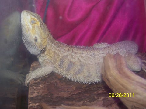 1989 Ford Bronco - A bearded dragon rests on a piece of wood, with a pink fabric in the background and a date stamp of 06/28/2011.