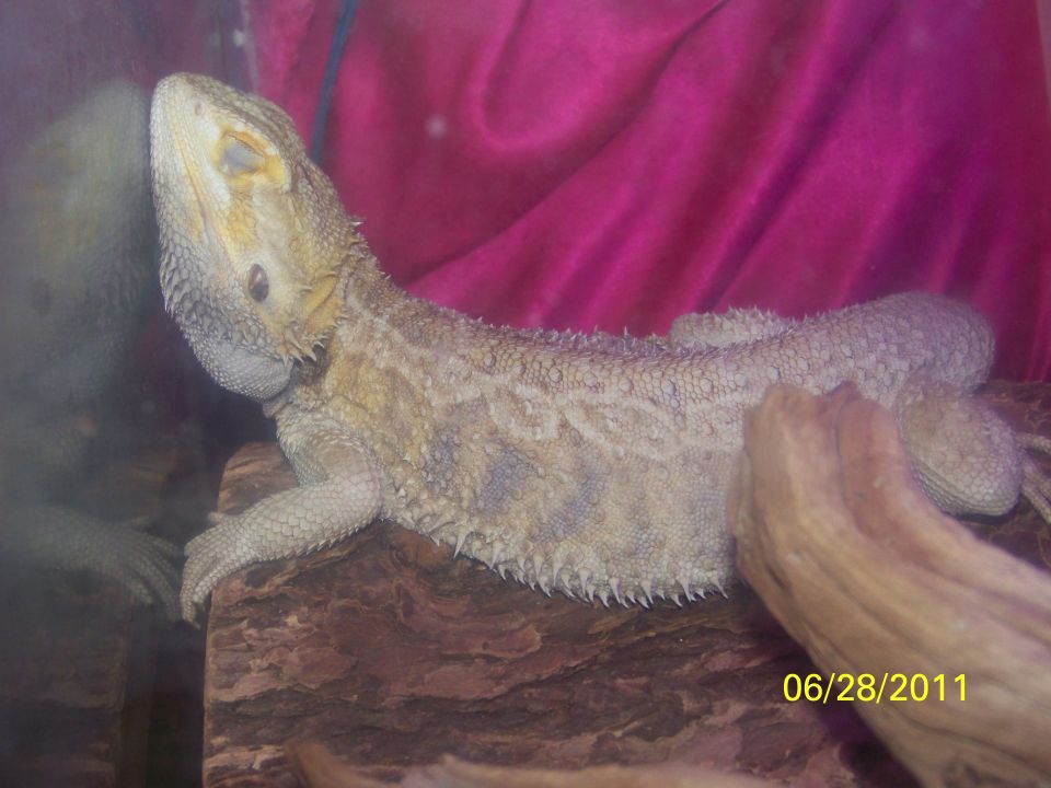 Bearded dragon on wood with pink fabric background, date stamp 06/28/2011