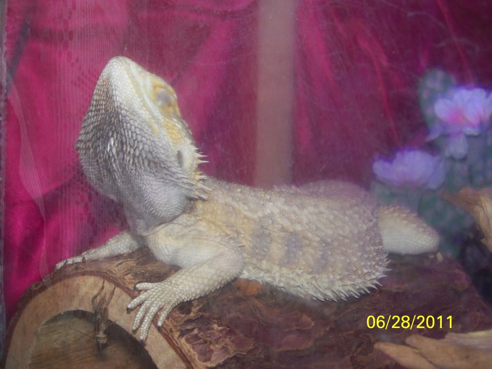Bearded dragon resting on wood with pink curtain and purple flowers
