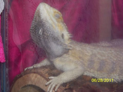 1989 Ford Bronco - Bearded dragon on a log, photographed on June 28, 2011.