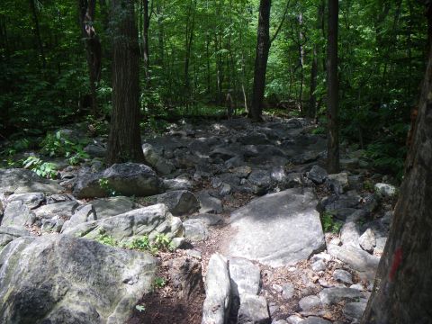 1995 Ford Bronco - A rocky forest path winds through trees, with a distant figure adding scale to the scene.