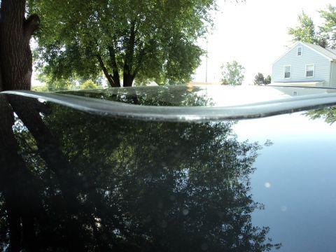 2004 Mercury Grand Marquis - Reflection of trees and a house on the shiny black roof of a car.